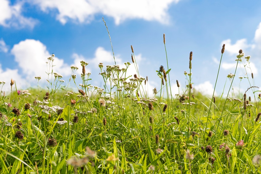 How to manage grass pollen exposure this hay fever season The