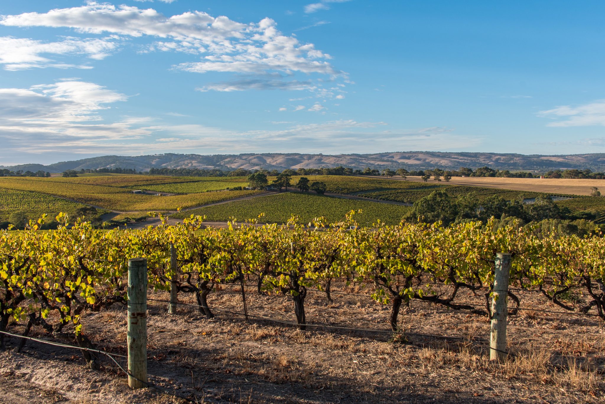 Delving deeper into McLaren Vale shiraz The Adelaide Review